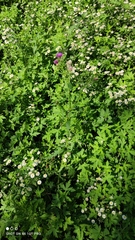 Carduus crispus