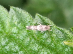 Mompha subbistrigella