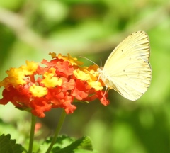 Pyrisitia lisa centralis