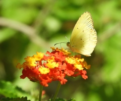 Pyrisitia lisa centralis