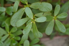 Portulaca oleracea