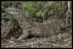 Varanus albigularis