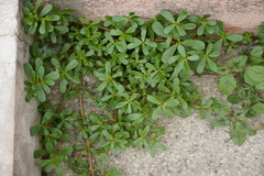 Portulaca oleracea