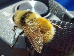 Cephenemyia stimulator