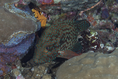 Cephalopholis cyanostigma