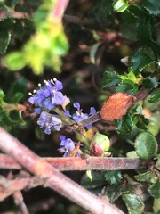 Ceanothus foliosus