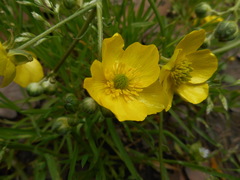 Ranunculus velutinus