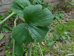 Ranunculus velutinus