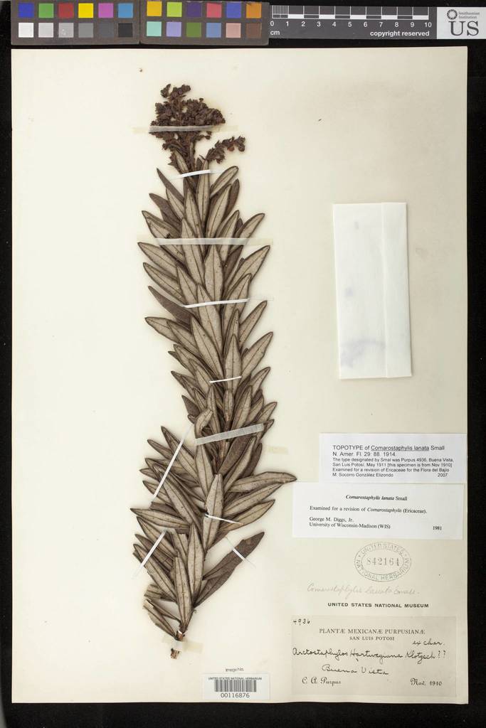 Comarostaphylis lanata