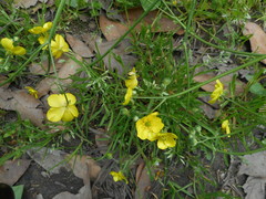 Ranunculus velutinus
