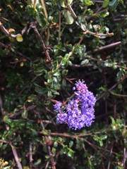 Ceanothus foliosus