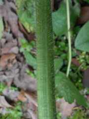 Ranunculus velutinus
