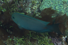 Acanthurus nubilus