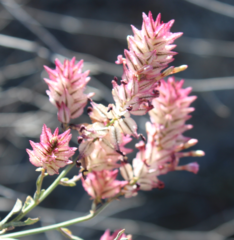 Dyerophytum africanum