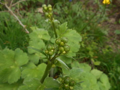 Ranunculus velutinus
