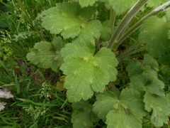 Ranunculus velutinus