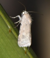 Leucocnemis perfundis