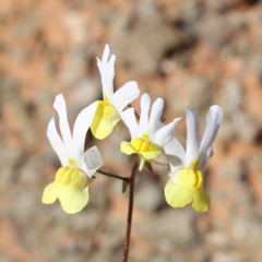 Nemesia anisocarpa