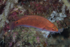 Cirrhilabrus beauperryi