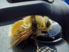 Cephenemyia stimulator