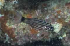 Cheilodipterus artus