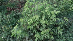 Acer negundo