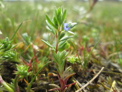 Veronica verna