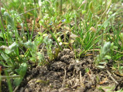 Veronica verna