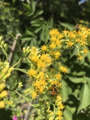 Chauliognathus pensylvanicus