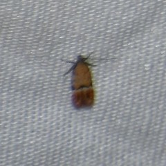 Eudactylota iobapta