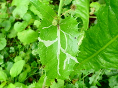 Phytomyza syngenesiae group