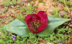 Colchicum coloratum pulchrum