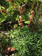 Androsace halleri