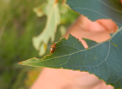 Cryptocephalus fulvus