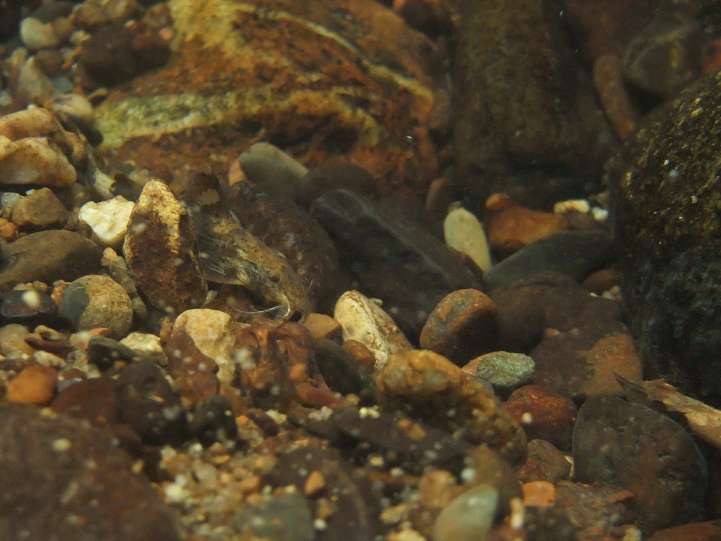 Glyptothorax platypogonides
