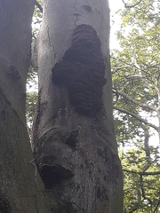 Inonotus cuticularis