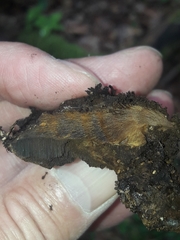 Inonotus cuticularis