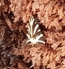 Euplagia quadripunctaria