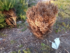 Euplagia quadripunctaria