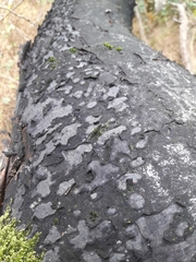 Biscogniauxia nummularia