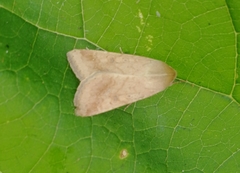 Helicoverpa armigera