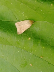 Helicoverpa armigera