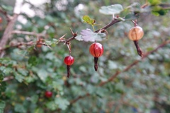 Ribes formosanum