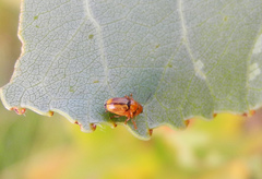 Cryptocephalus fulvus