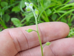 Myosotis macrosperma