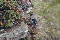 Pyrrhula owstoni