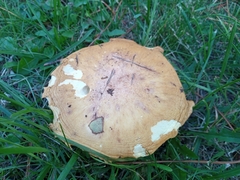 Basidiomycota