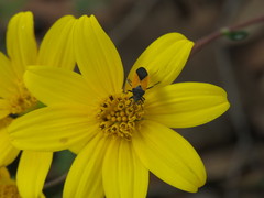 Melanopleurus inflatus