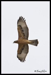 Aquila spilogaster