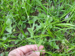 Myosotis macrosperma